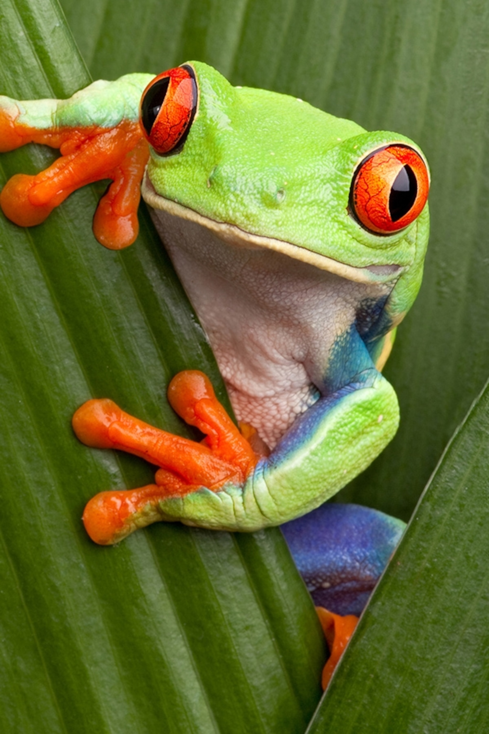 Detail Image Of Frog Nomer 3