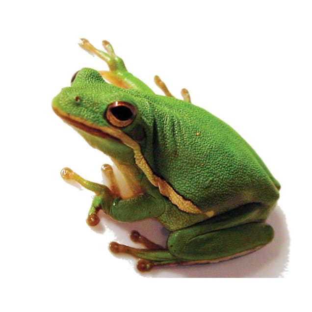 Detail Image Of Frog Nomer 22