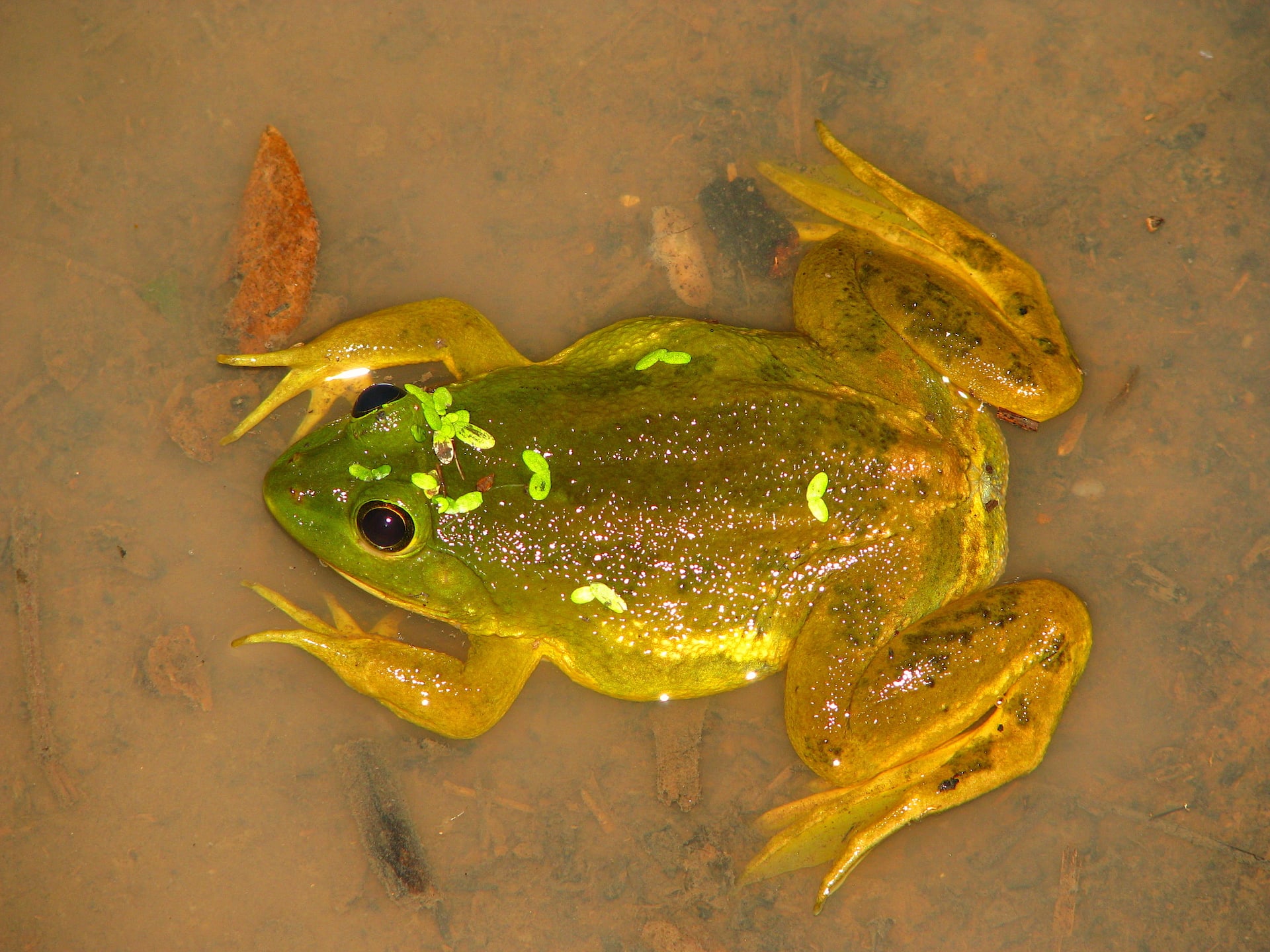 Detail Image Of Frog Nomer 27