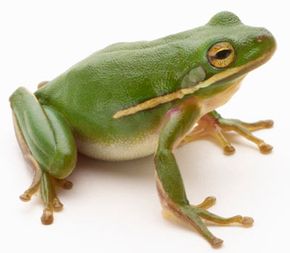 Detail Image Of Frog Nomer 4