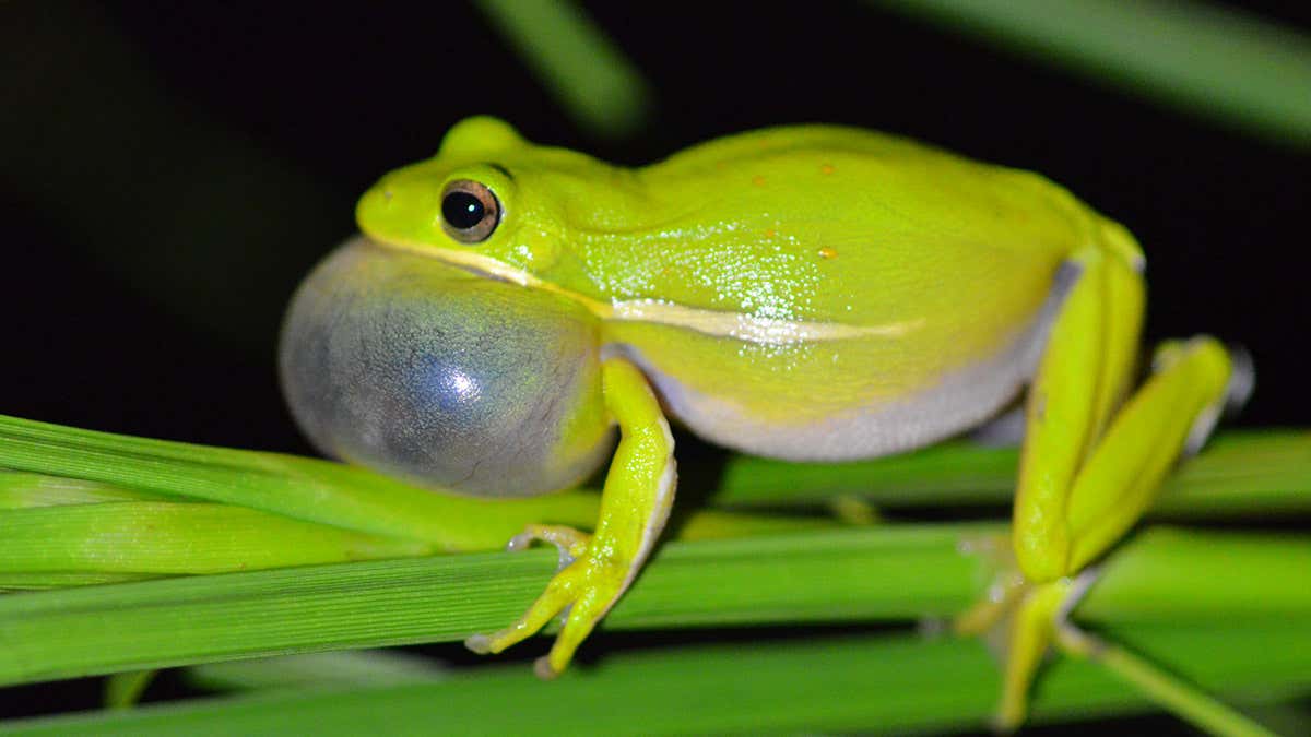 Detail Image Of Frog Nomer 30