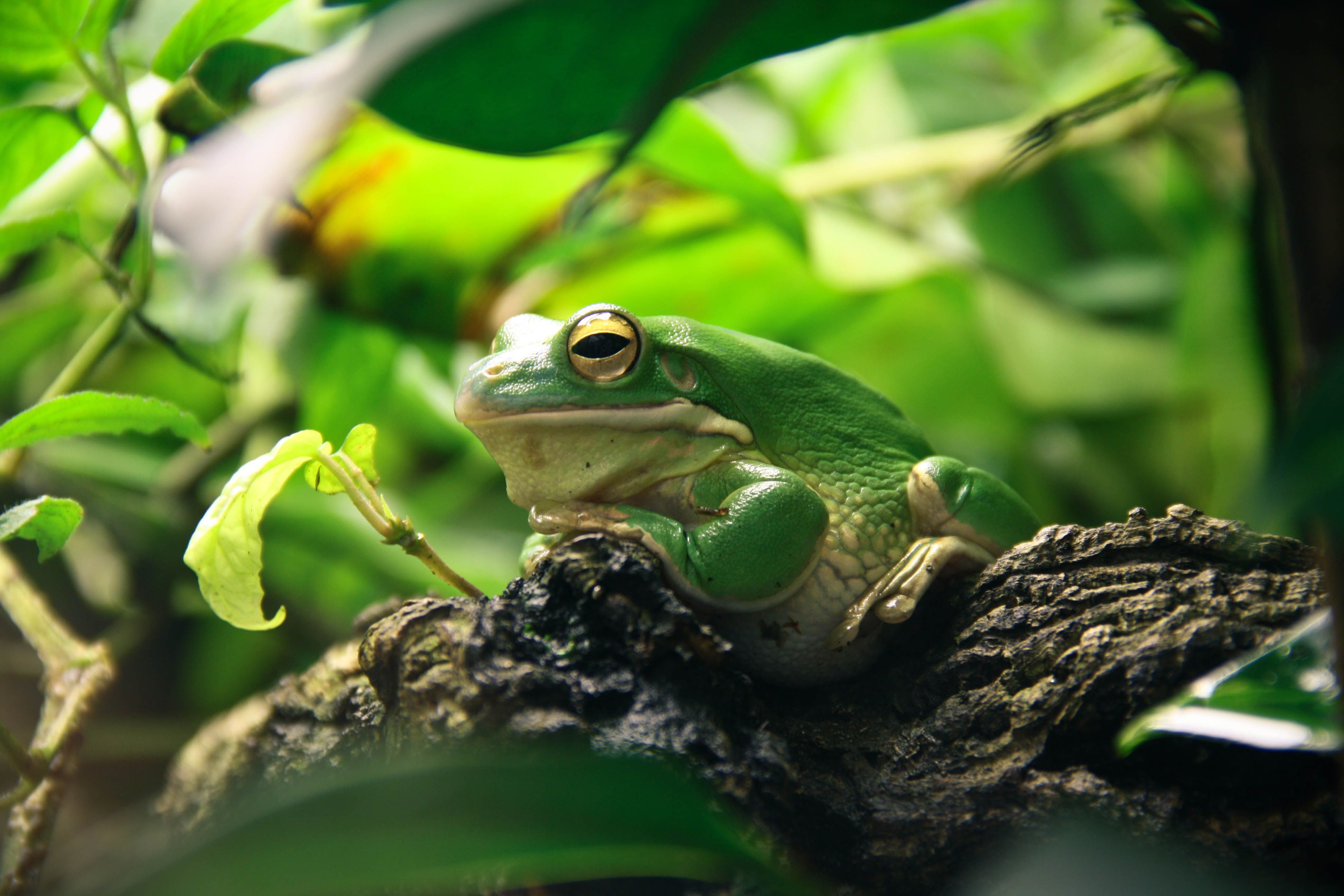 Detail Image Of Frog Nomer 34
