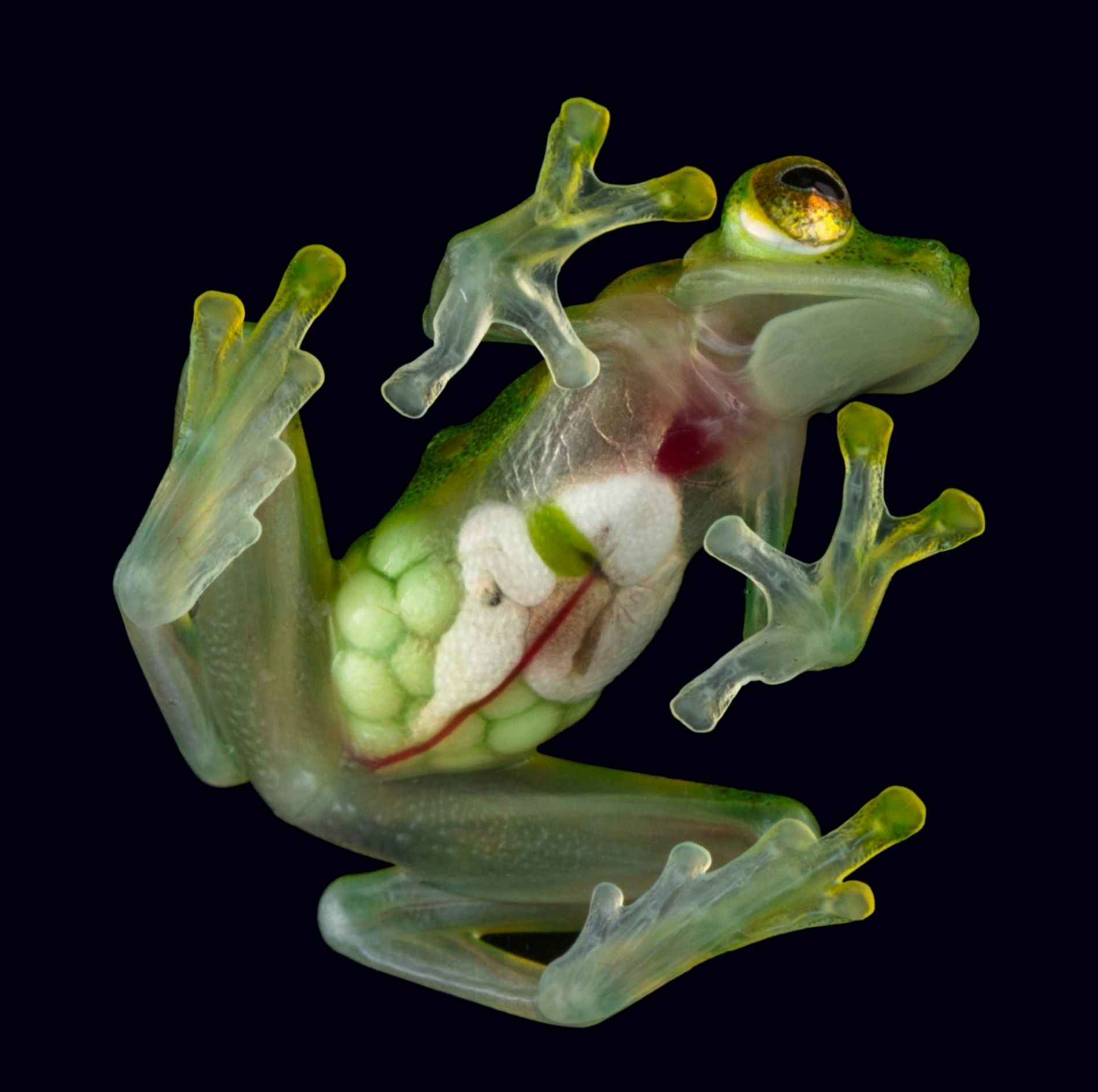Detail Image Of Frog Nomer 35