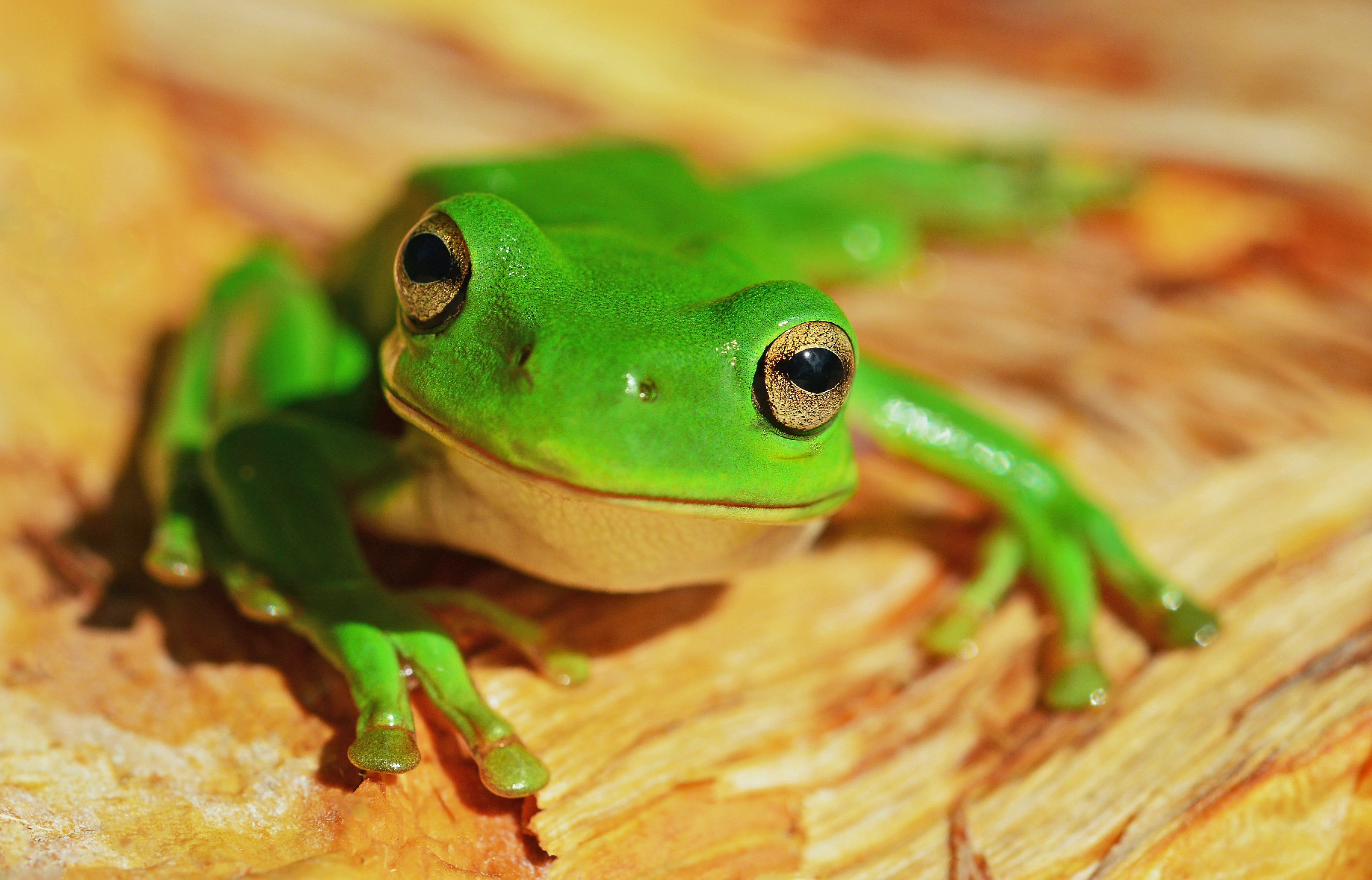 Detail Image Of Frog Nomer 39