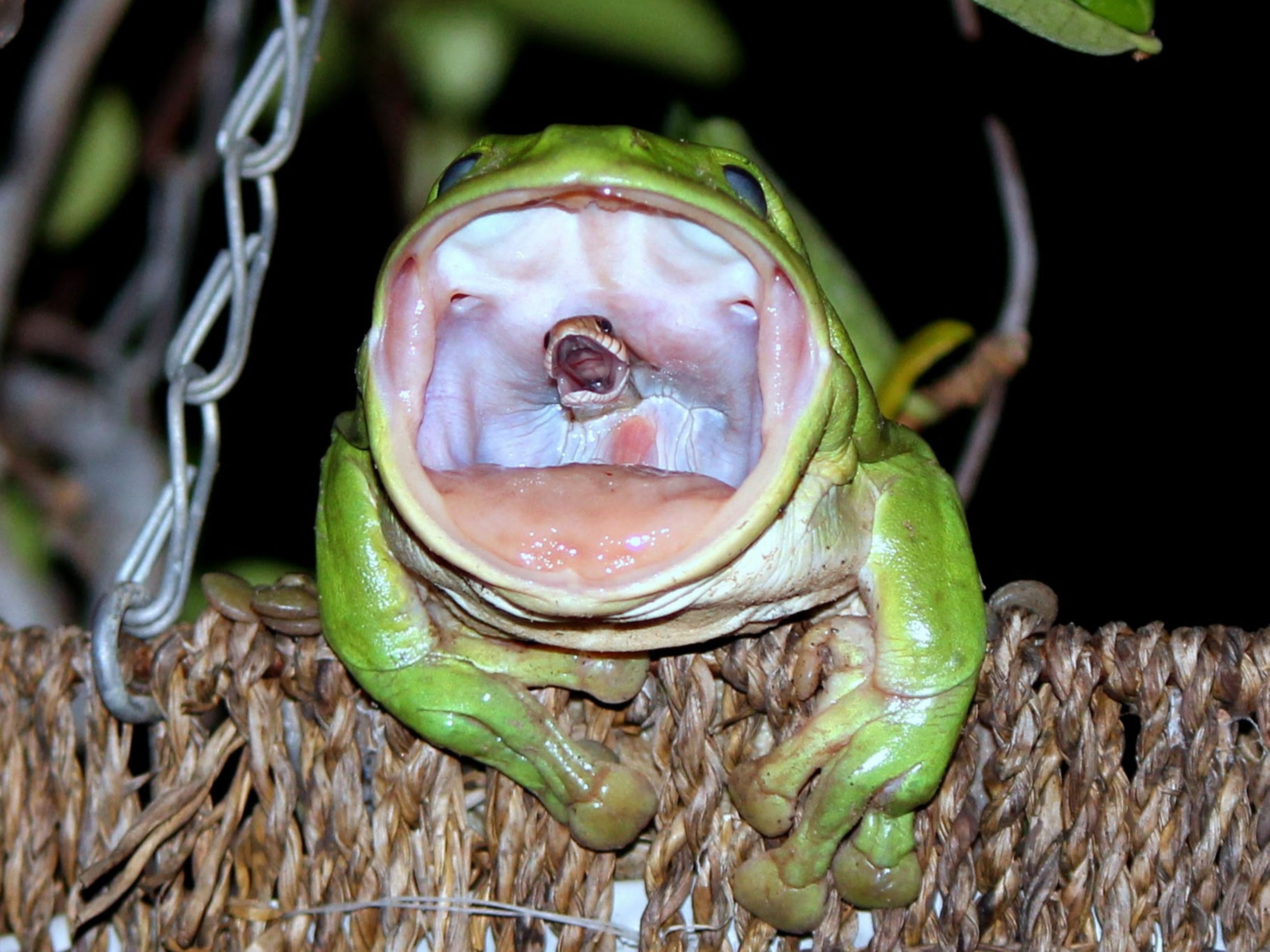 Detail Image Of Frog Nomer 44