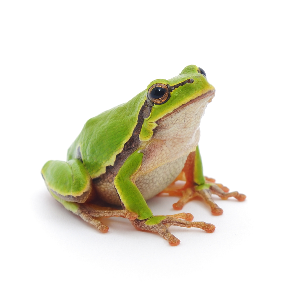 Detail Image Of Frog Nomer 45