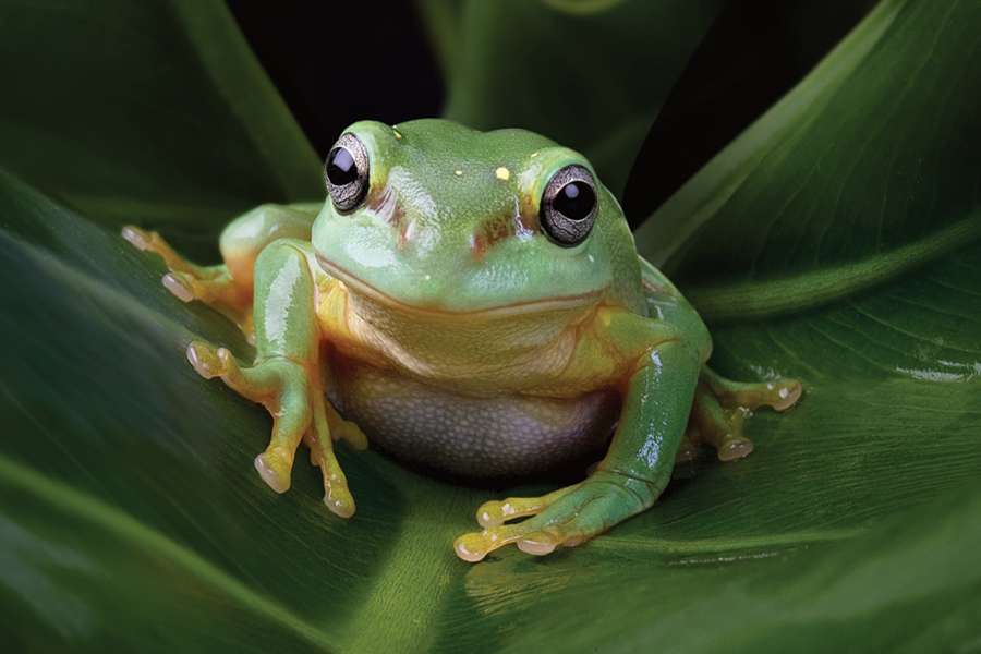 Detail Image Of Frog Nomer 6