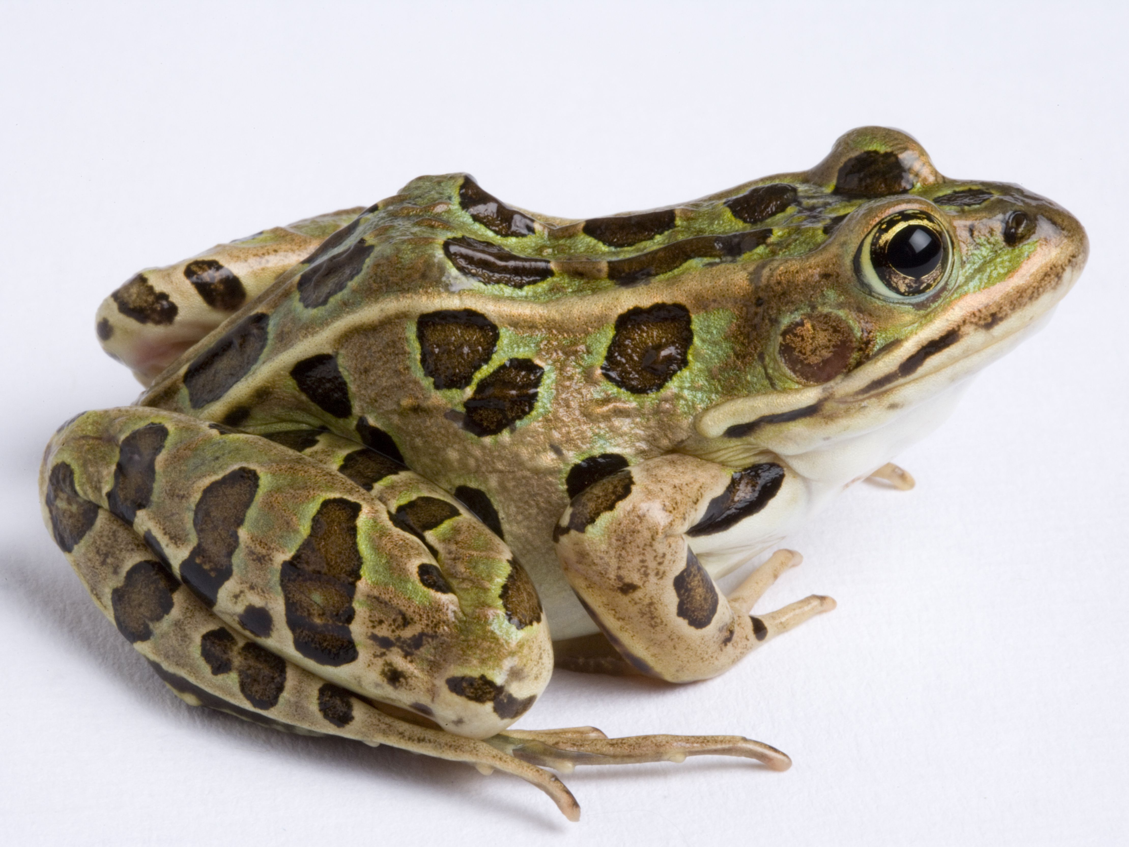 Detail Image Of Frog Nomer 10