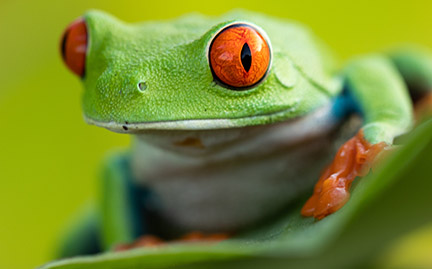 Detail Image Of Frog Nomer 54