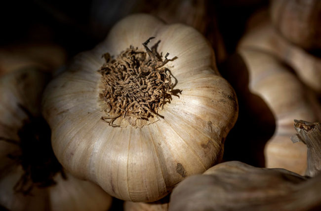 Detail Image Of Garlic Nomer 48