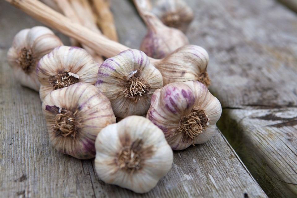 Detail Image Of Garlic Nomer 49