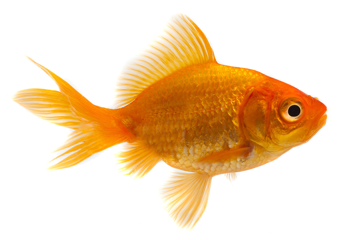 Detail Image Of Gold Fish Nomer 21