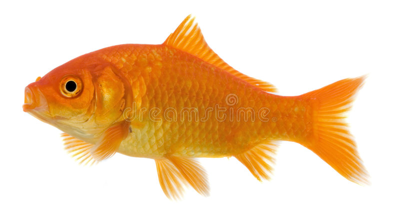 Detail Image Of Gold Fish Nomer 27
