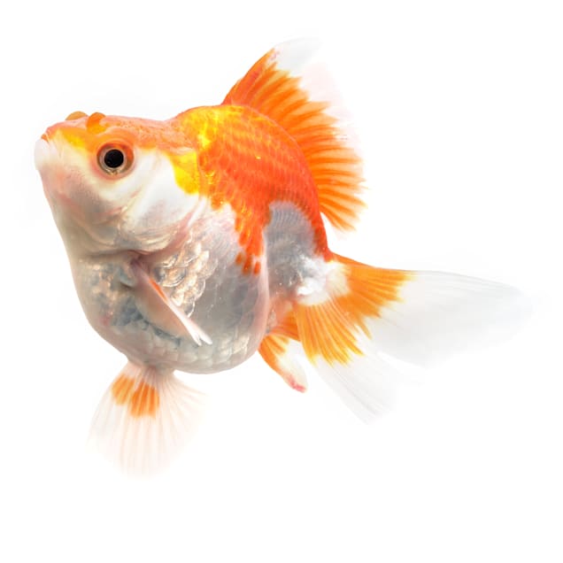 Detail Image Of Gold Fish Nomer 28