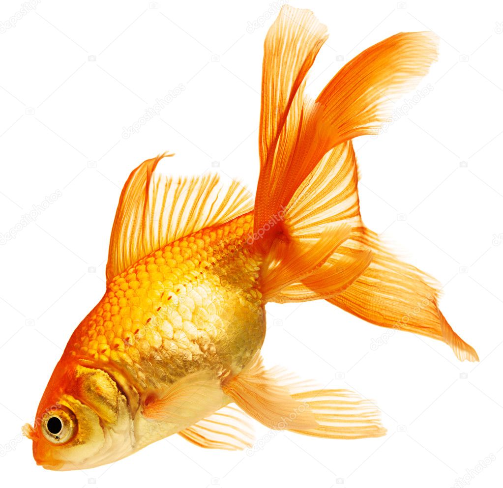 Detail Image Of Gold Fish Nomer 32