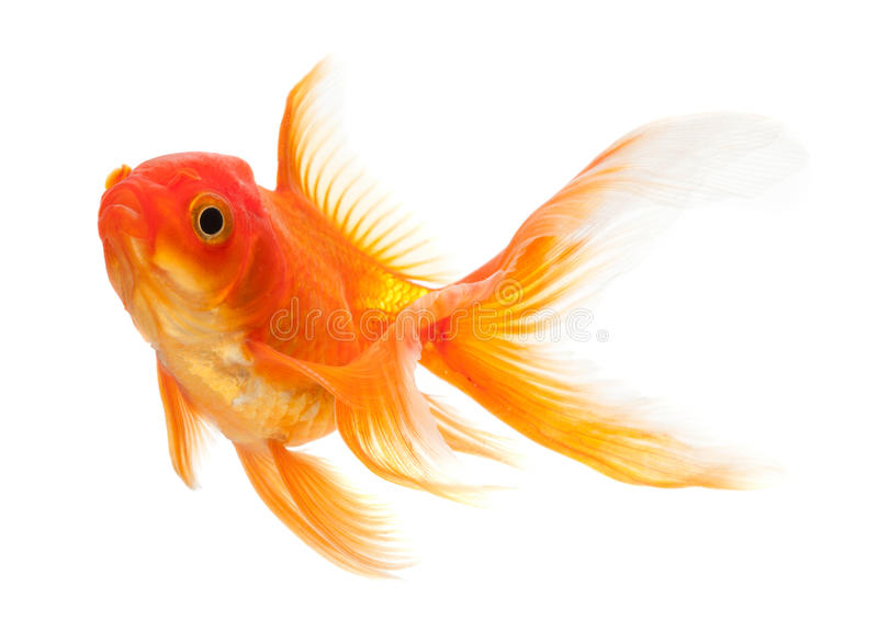 Detail Image Of Gold Fish Nomer 57