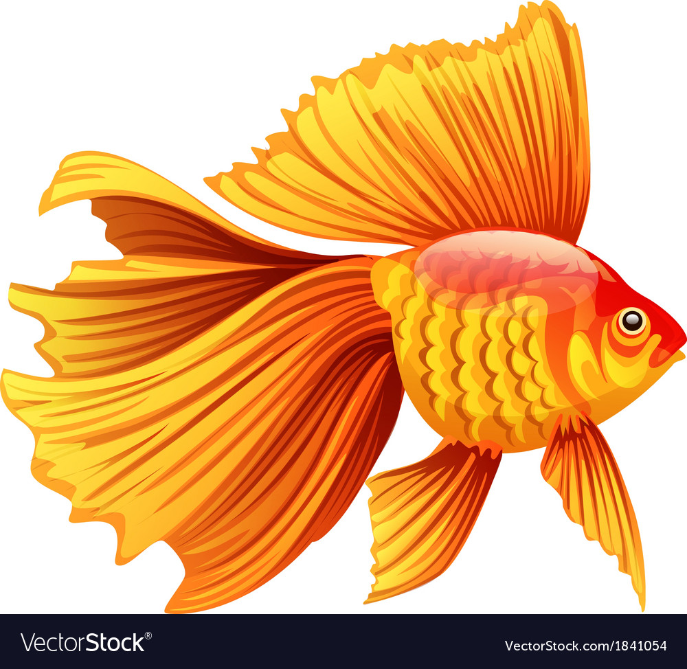 Detail Image Of Gold Fish Nomer 10
