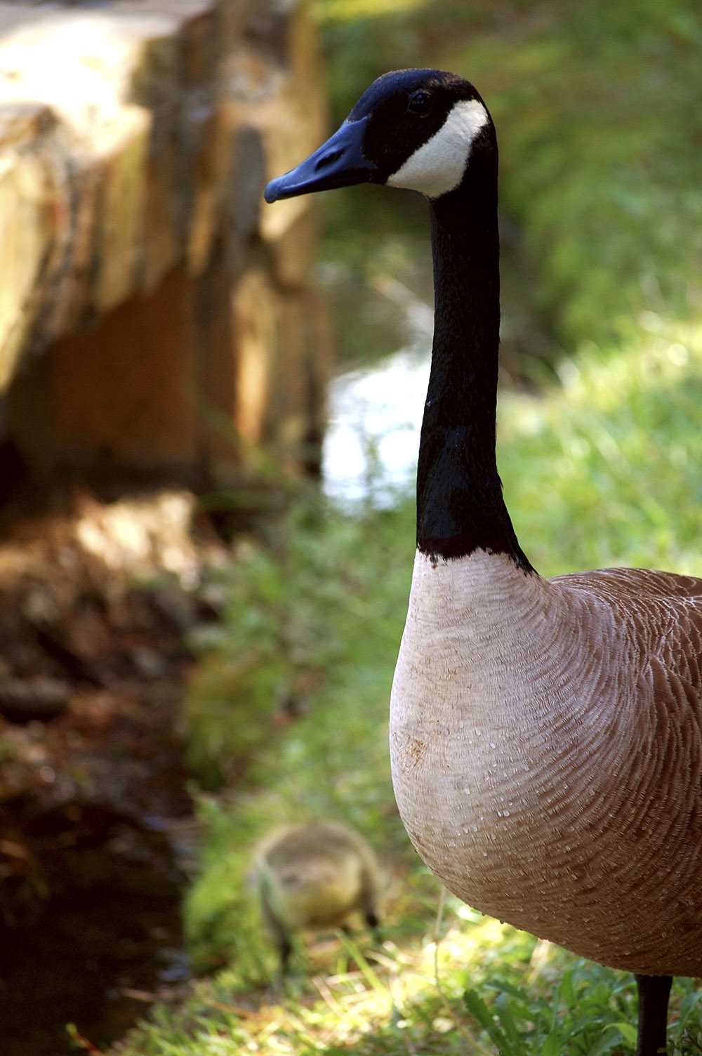 Detail Image Of Goose Nomer 58