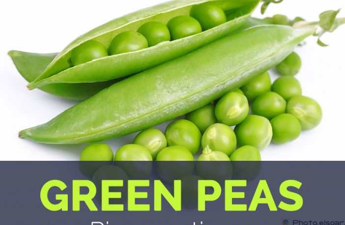 Detail Image Of Green Peas Nomer 27