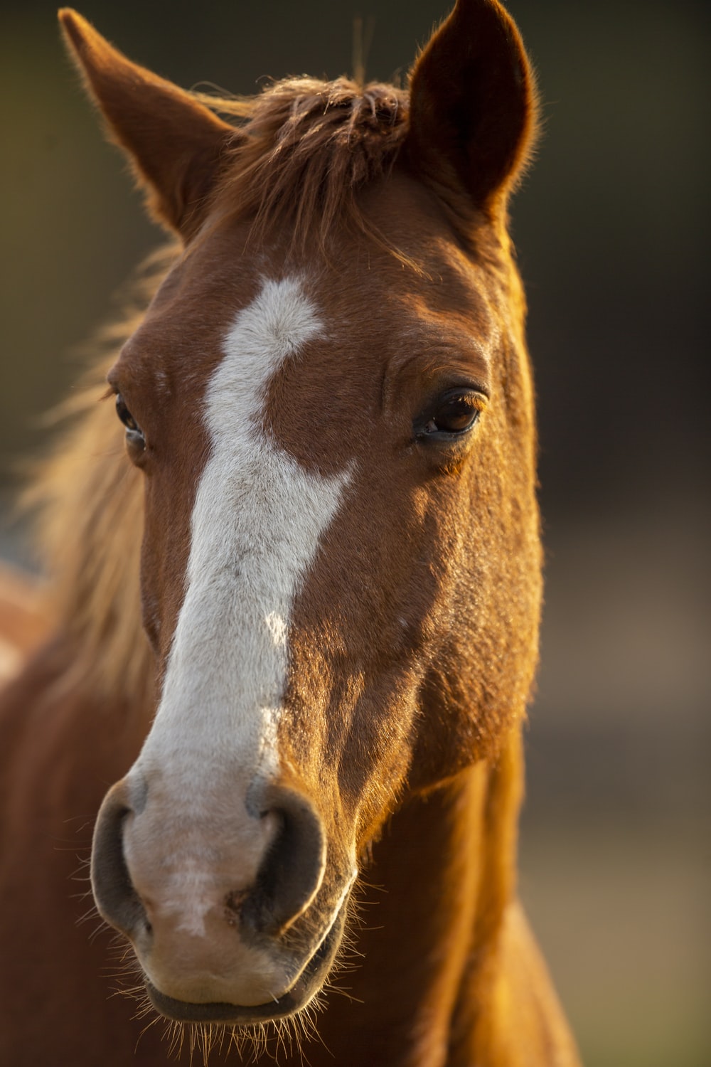 Detail Image Of Horse Nomer 14