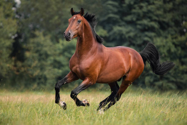 Download Image Of Horse Nomer 20