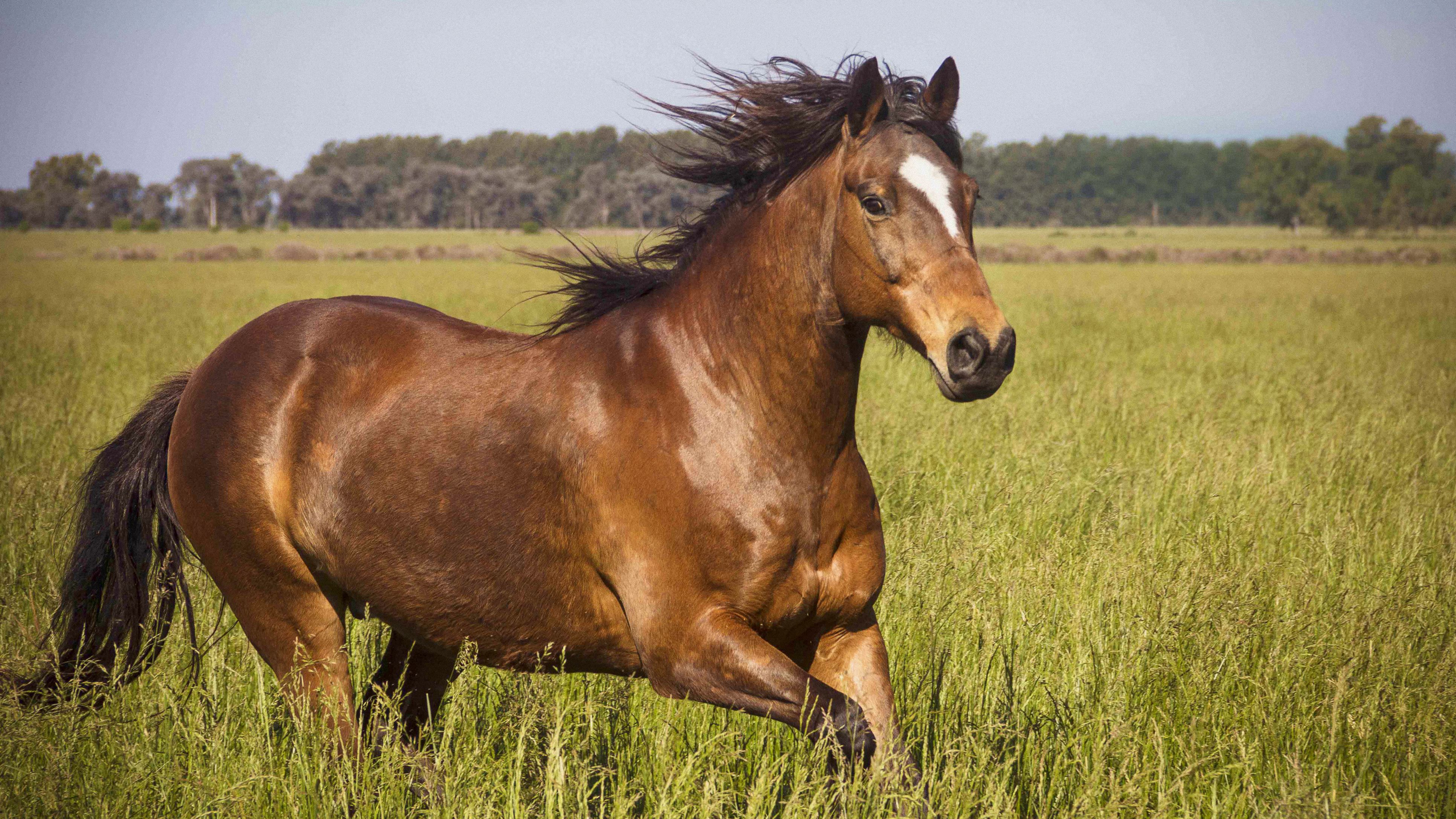 Image Of Horses - KibrisPDR