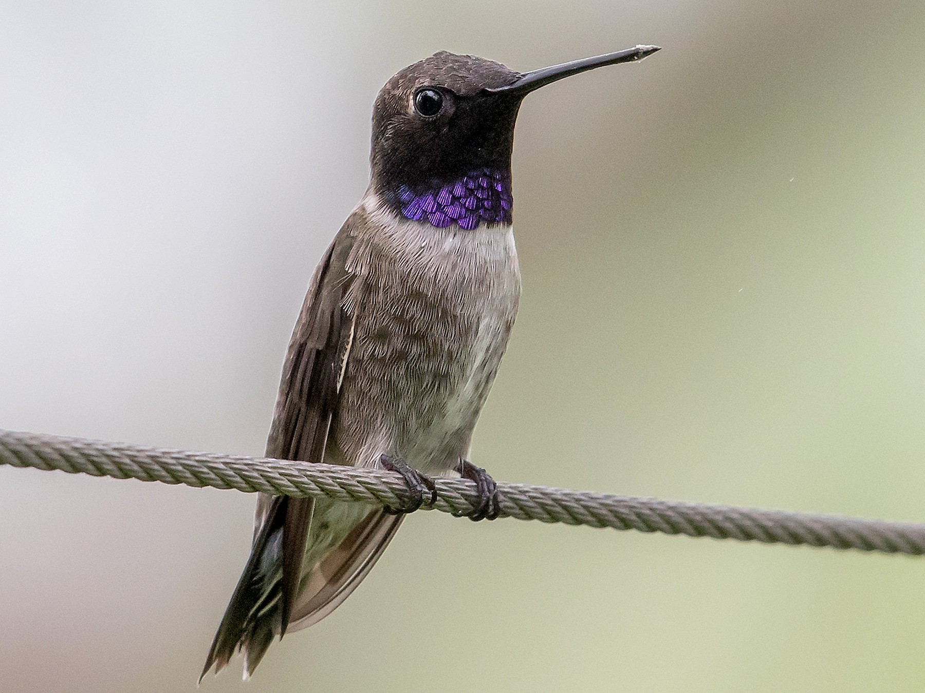 Detail Image Of Hummingbird Nomer 33