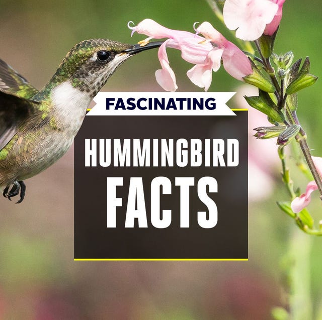 Detail Image Of Hummingbird Nomer 39