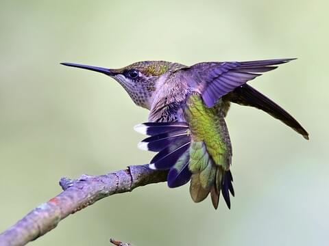 Detail Image Of Hummingbird Nomer 40