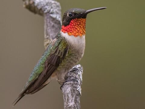 Detail Image Of Hummingbird Nomer 43