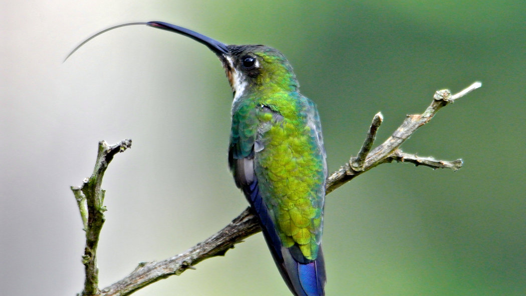 Detail Image Of Hummingbird Nomer 53