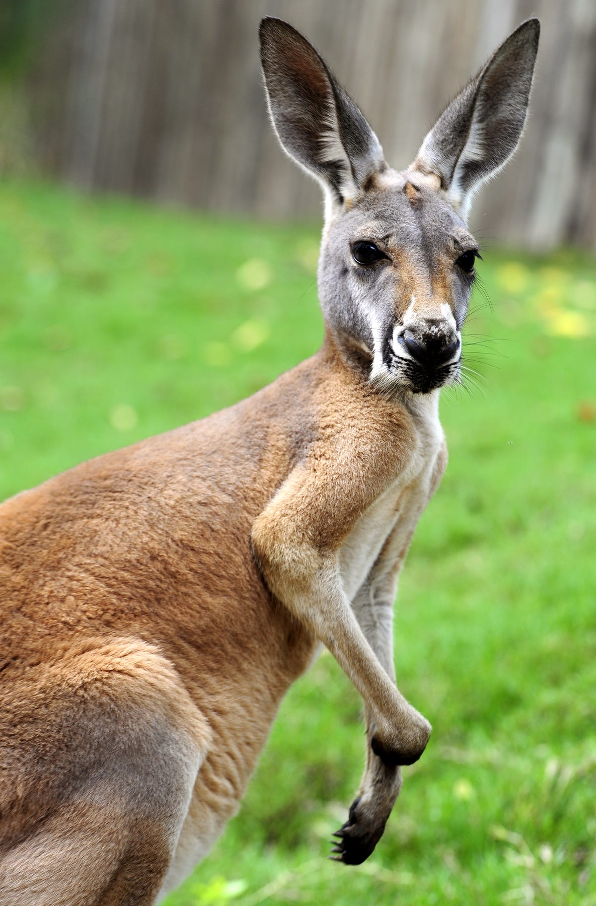 Detail Image Of Kangaroo Nomer 17