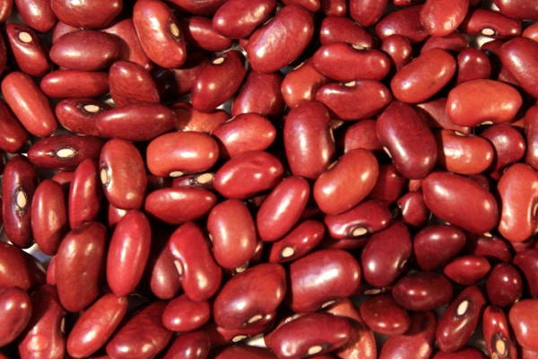 Detail Image Of Kidney Bean Nomer 23