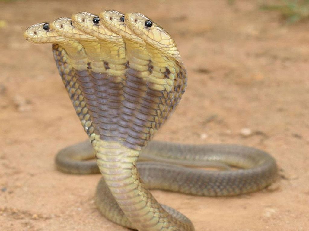 Detail Image Of King Cobra Snake Nomer 25