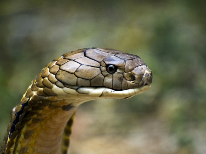 Detail Image Of King Cobra Snake Nomer 32