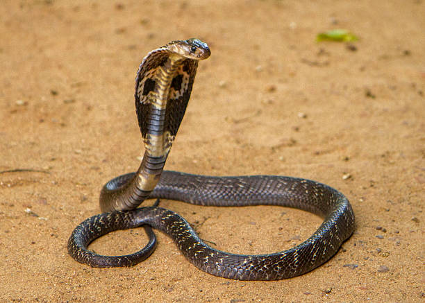 Detail Image Of King Cobra Snake Nomer 5