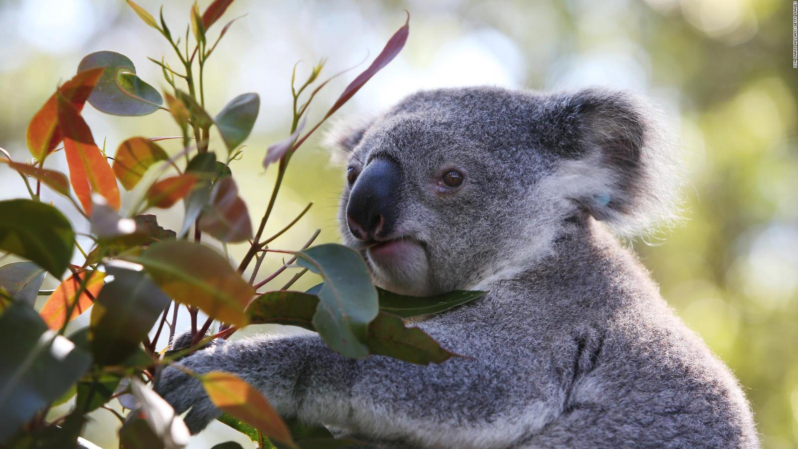 Detail Image Of Koala Nomer 20