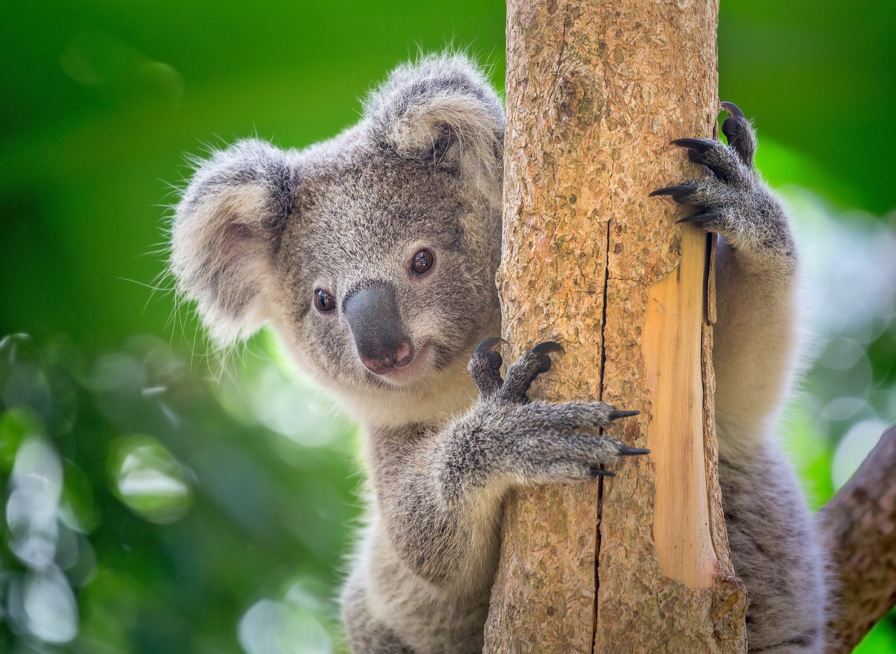 Detail Image Of Koala Nomer 21