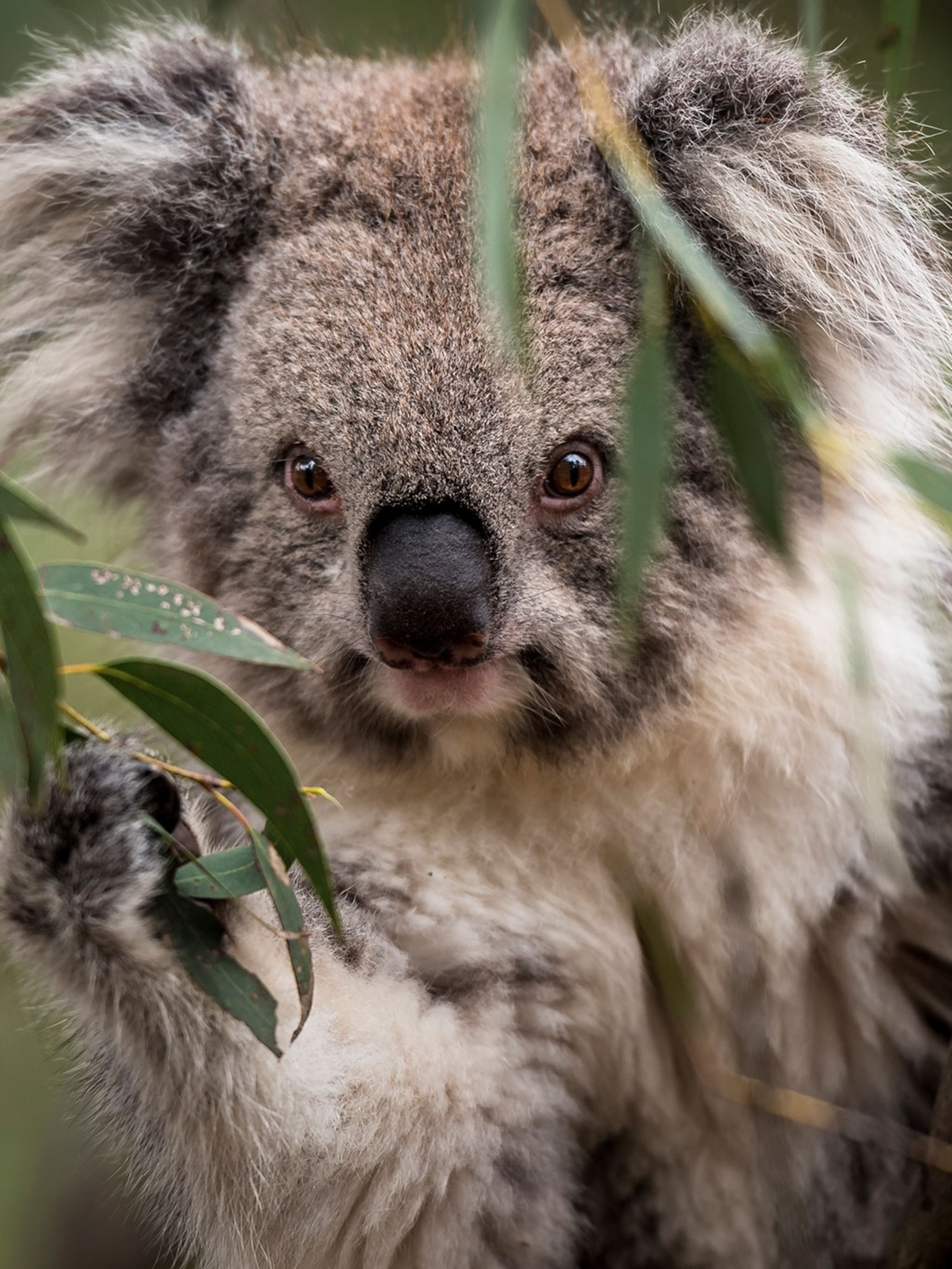 Detail Image Of Koala Nomer 37