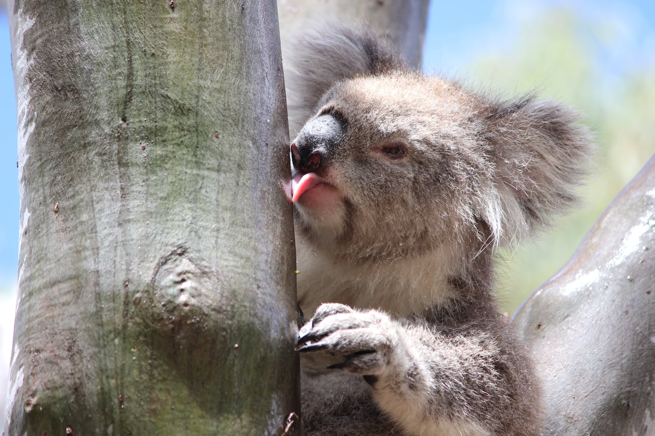 Detail Image Of Koala Nomer 44