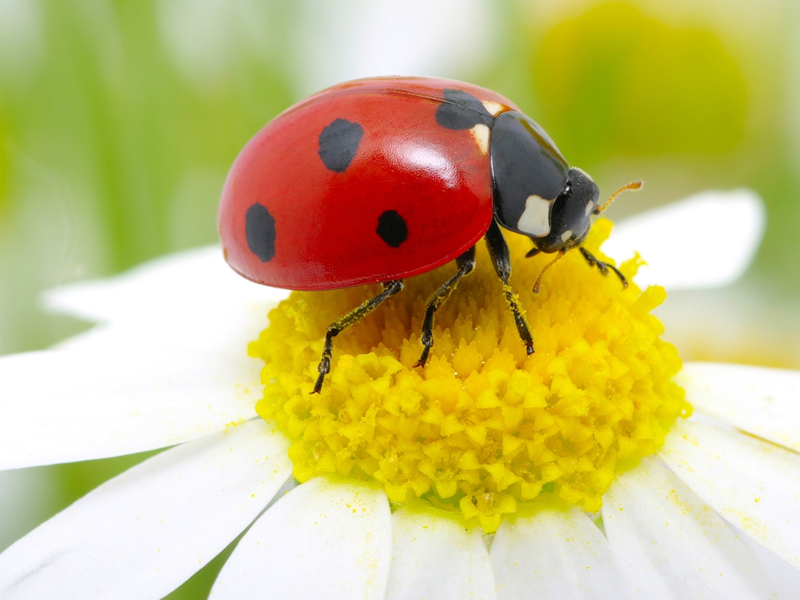 Image Of Ladybug - KibrisPDR