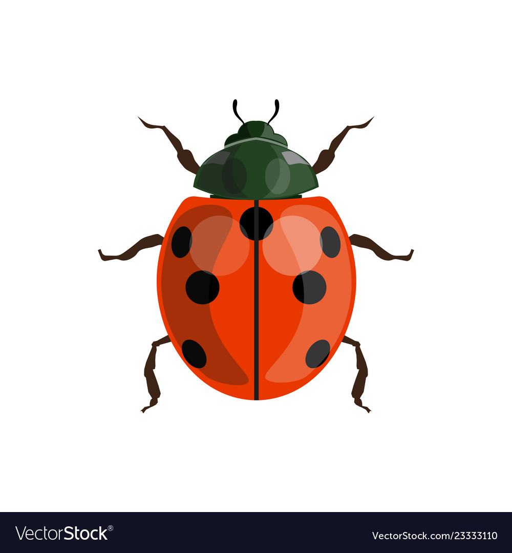 Detail Image Of Ladybug Nomer 14