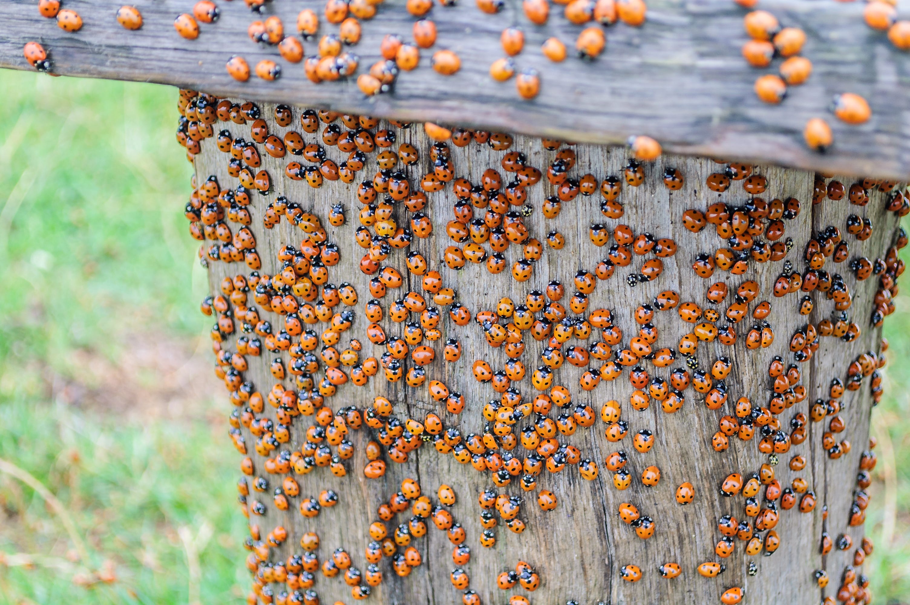 Detail Image Of Ladybug Nomer 26