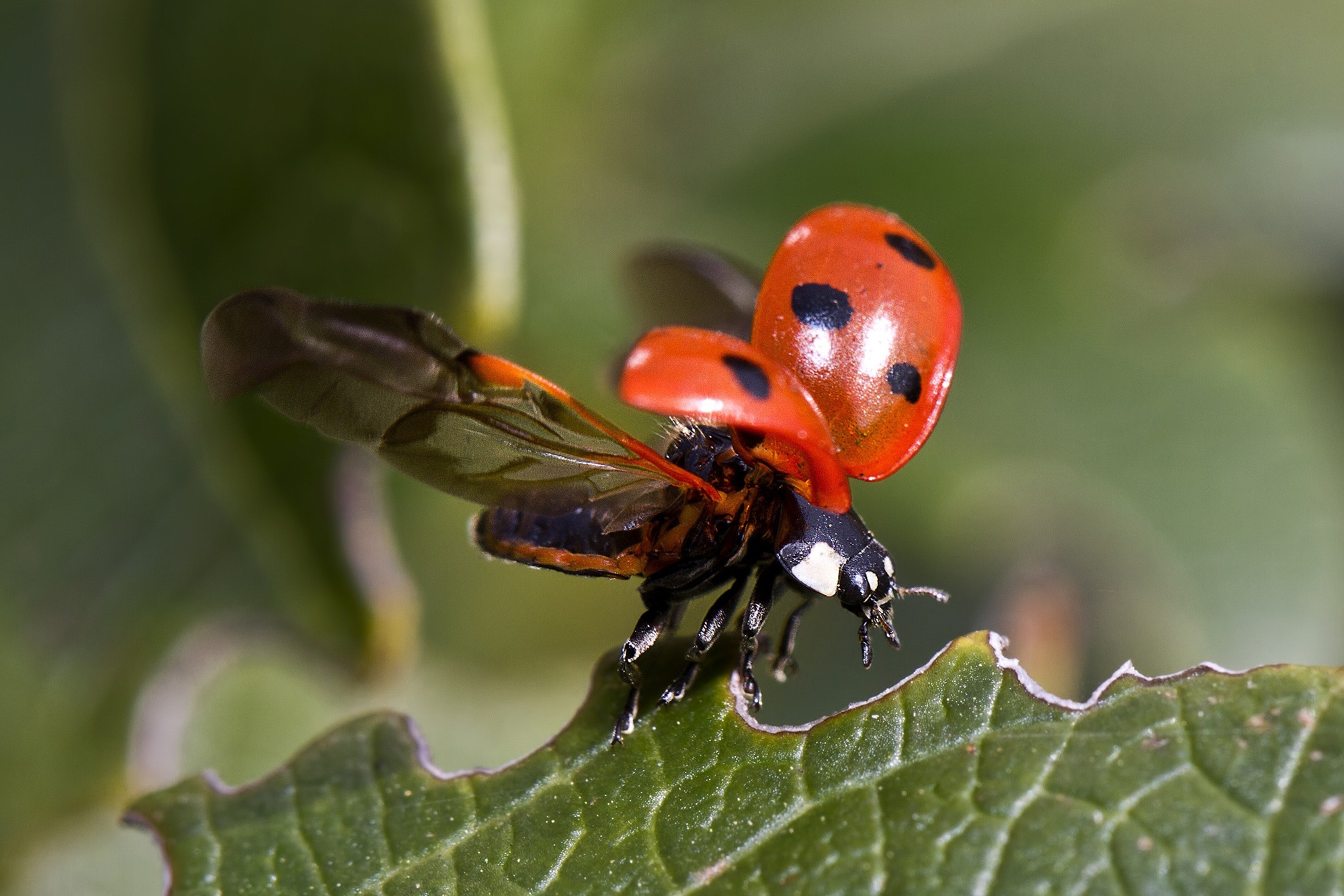 Detail Image Of Ladybug Nomer 27