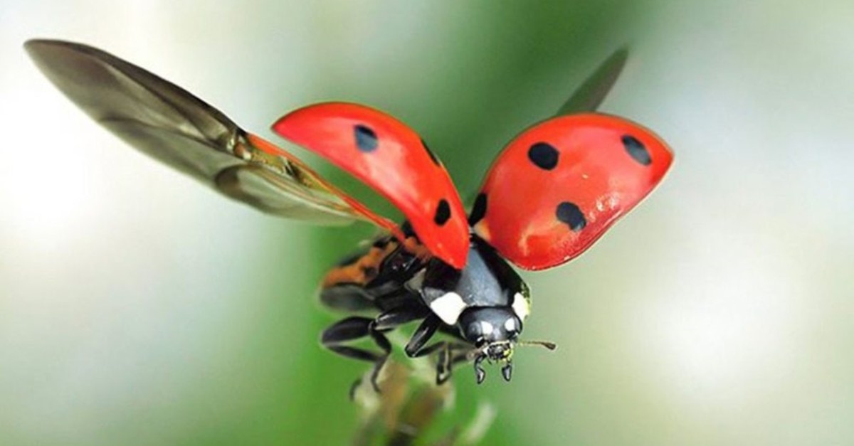 Detail Image Of Ladybug Nomer 33