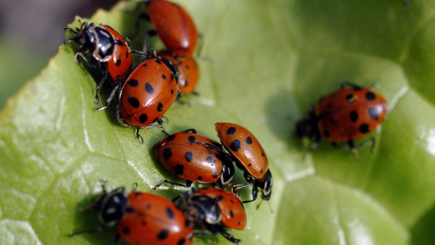 Detail Image Of Ladybug Nomer 38