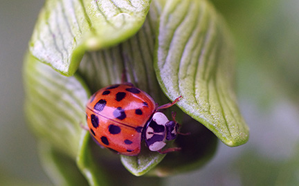 Detail Image Of Ladybug Nomer 39