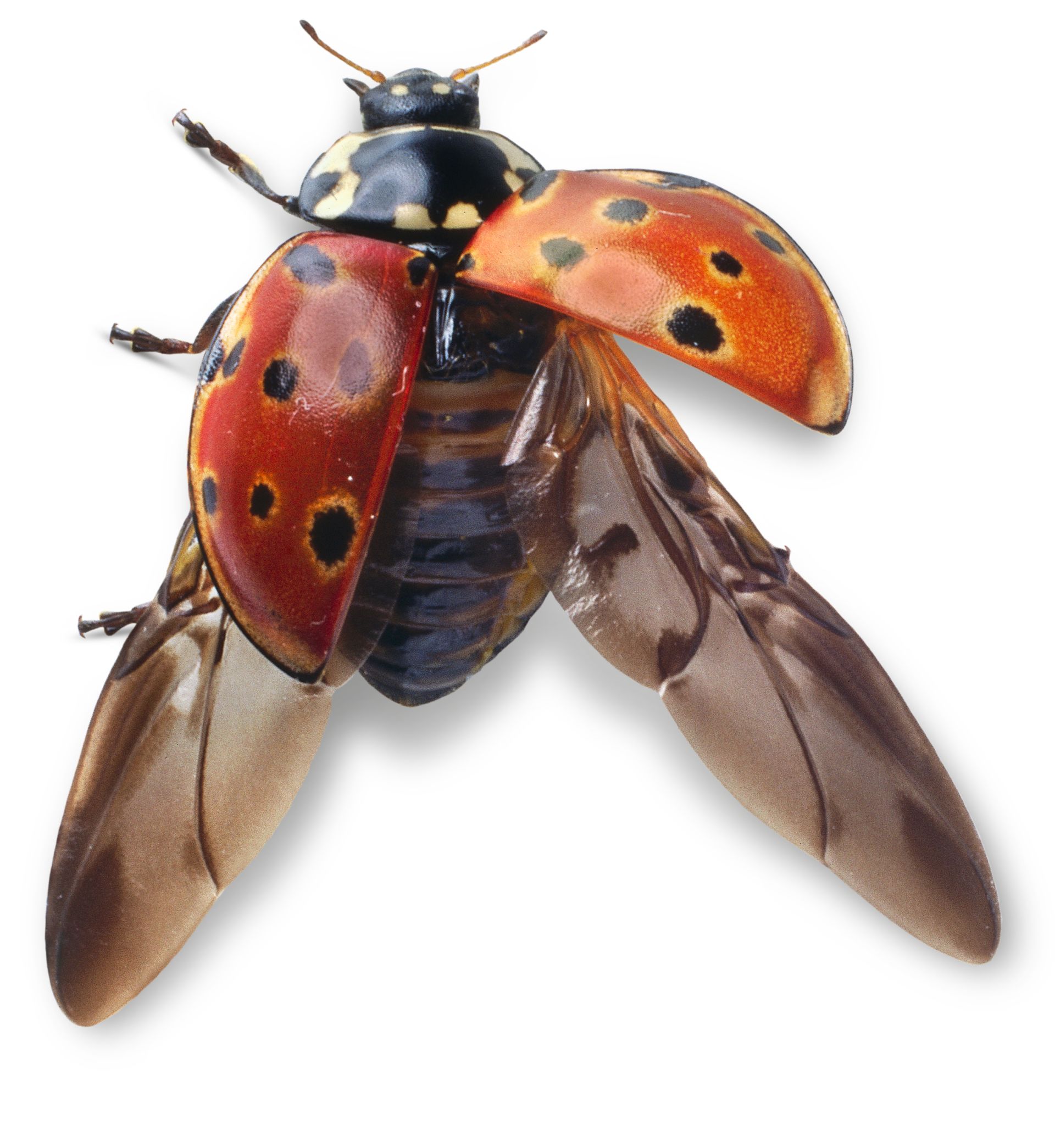 Detail Image Of Ladybug Nomer 50