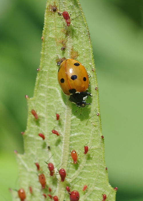 Detail Image Of Ladybug Nomer 52