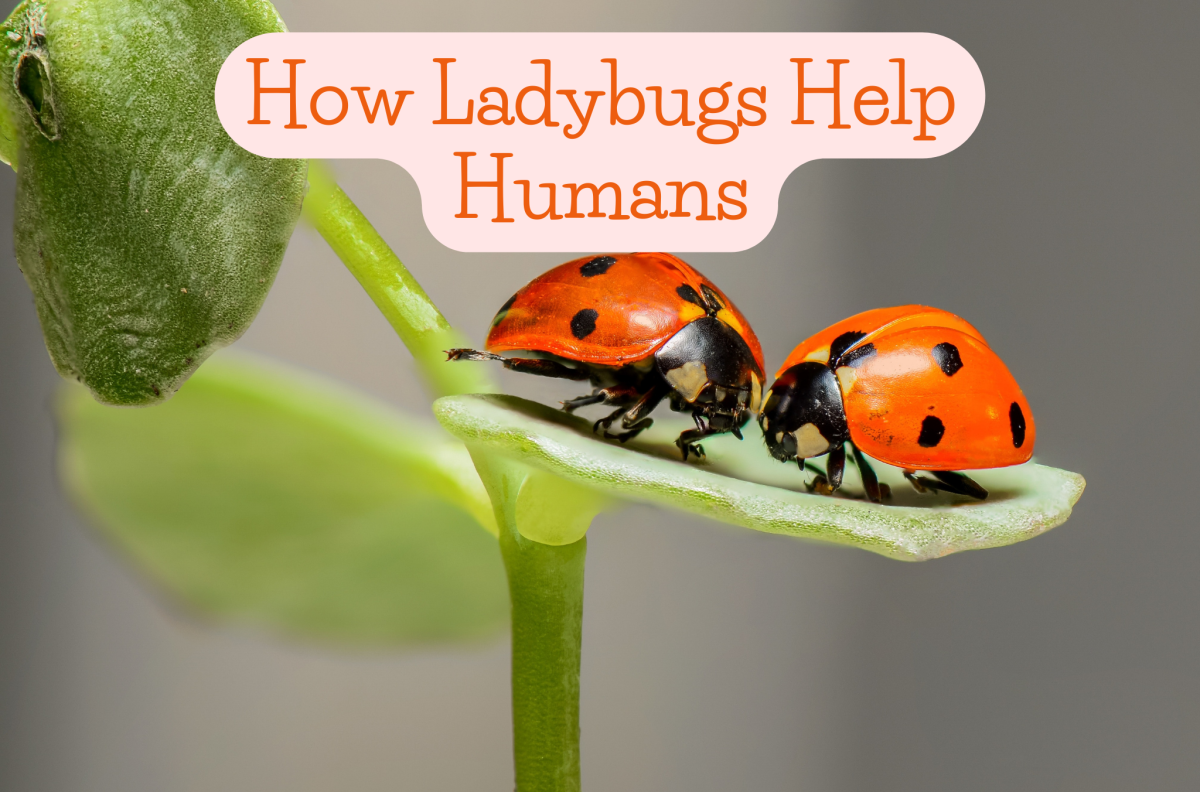Detail Image Of Ladybug Nomer 54